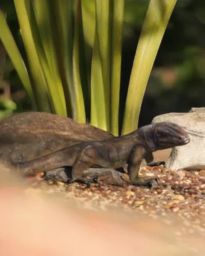 Varan de Komodo XXL réaliste