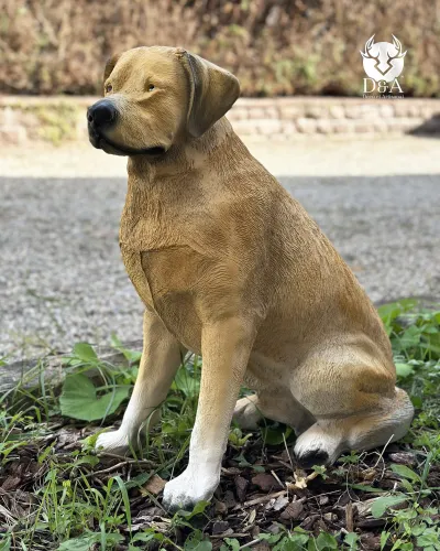 Dieren | Standbeeld van een realistisch zittende Labrador in hars