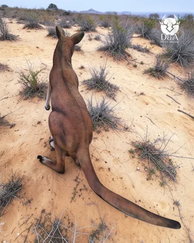 Kangaroo XL - Realistic Resin Animals