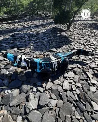 Estátua de resina de um Crocodilo TRASH L Bicolor